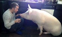 Hai chàng trai yêu điên cuồng một chú heo xinh xắn