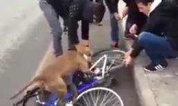 Chú chó 'phát cuồng' vì... lốp xe đạp