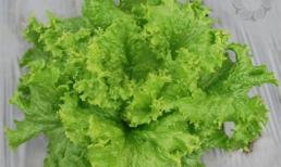 Bất ngờ công dụng cải thiện khả năng sinh sản của rau diếp