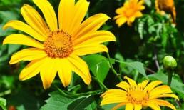 Tử vi cung hoàng đạo thứ hai của bạn (22/12/2014)