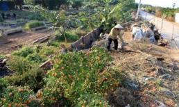 Xót xa nhìn quất Tết chục triệu chết la liệt