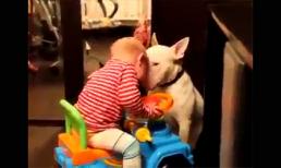 Tình bạn giữa bé và cún