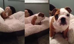 Cún cưng vui mừng bên món quà giáng sinh