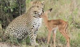 Đôi bạn 'thân' trớ trêu