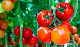 Sai lầm 'chết người' khi sử dụng cà chua