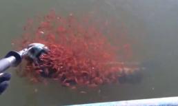 Cảm động clip cá mẹ mắc câu, cả ngàn cá con lao vào cứu