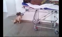 Cún cưng 'đưa' ông chủ đi cấp cứu