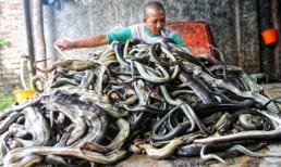“Nổi gai ốc” cảnh hàng ngàn con rắn bị lột da trên nền đất