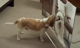 Tivi trong suốt sắc nét như thật