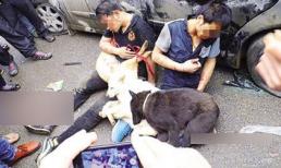 Mạng người, mạng chó và câu chuyện 'tự xử'