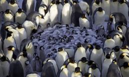 Cảm động cảnh chim cánh cụt ủ ấm đàn con trước bão tuyết