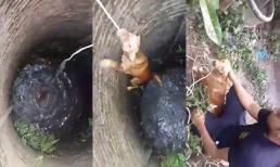 Niềm vui không thể cười