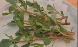 Rau sam - thảo dược giá siêu rẻ trị bách bệnh