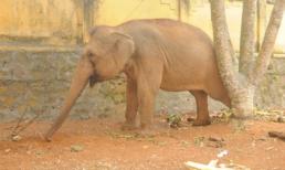 Phút kinh hoàng voi 3 tấn quật chết bé trai 12 tuổi