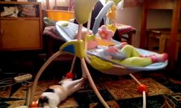 Chú mèo được việc nhất năm