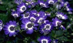 Tử vi cung hoàng đạo thứ bảy của bạn (27/12/2014)