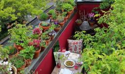 Vườn sân thượng 6m2 đỏ rực sắc dâu tây