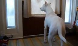 Niềm hạnh phúc của chú chó khi chủ về