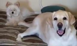 Nỗi đau kẻ đứng sau