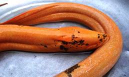 Tò mò xem lươn nặng gần 10kg, lươn biết đổi màu ở Việt Nam