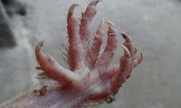 Xuất hiện chim  9 cựa ở Bình Dương