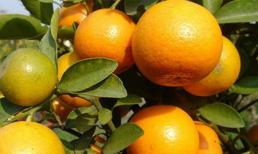 Các vị thuốc tốt cho tiêu hóa