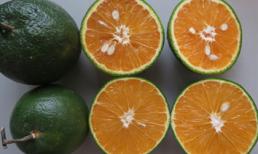 Vitamin C có thể giúp giảm nguy cơ đột quỵ