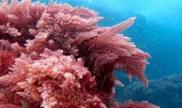 Tảo đỏ: Cải thiện khả năng chăn gối với loài rau quý từ đại dương