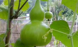 4 bài thuốc phục hồi phong độ quý ông từ những nguyên liệu dễ tìm