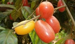 Công dụng tuyệt vời từ nhót