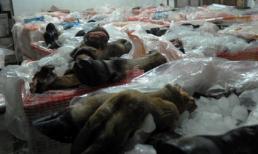 Bắt giữ 1,6 tấn chân trâu bò thối tuồn vào TP.HCM