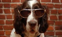 Khi những chú cún trở thành model sành điệu