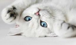 Hỡi cô gái, em có muốn "lấy" chồng không?