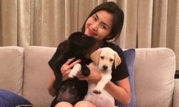 Loạt khoảnh khắc dễ thương của hai cún cưng nhà Hà Tăng