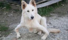 Chú chó dễ thương có đôi chân vòng kiềng