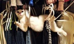 Những tai nạn 'cười ra nước mắt' của động vật