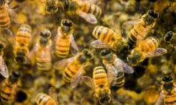 May mắn sống sót sau khi bị 75.000 con ong đốt khắp người