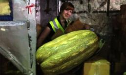 Quả bí khổng lồ 25,4kg nhập lậu bị hải quan tịch thu