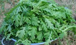 Cải cúc trị ho, mẹ nào chưa biết học nhé!