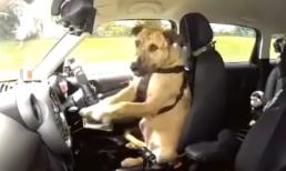 Chú chó biết lái xe ô tô