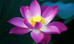 Sen và những công dụng làm đẹp bất ngờ