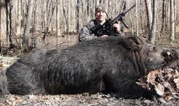 Bắt được quái vật lợn rừng khổng lồ nặng 227kg