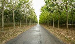 Đến Đông Nam bộ ngắm rừng cao su thay "áo"