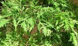 Đinh lăng: Vị thuốc quý đơn giản, dễ kiếm