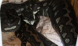 Kinh hoàng con trăn chui vào cũi nuốt chó chihuahua