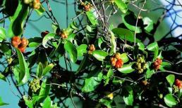 Thảo dược tuyệt vời cho chàng thêm "ham muốn"