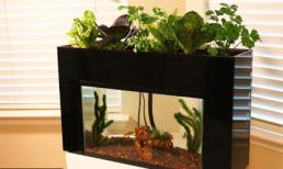 Những bể cá đẹp cho nhà thêm xinh