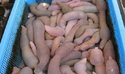 Cận cảnh cá dương vật trong 'Vì sao đưa anh tới'