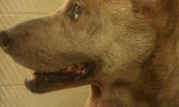 Chú chó có hai khối u giống tinh hoàn treo lủng lẳng trước cổ