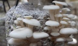 Hà Nội: Kiểm tra 12 cơ sở sản xuất, kinh doanh nấm